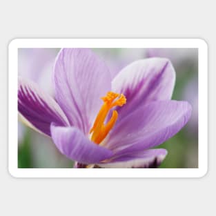 Crocus  'Spring Beauty' Sticker